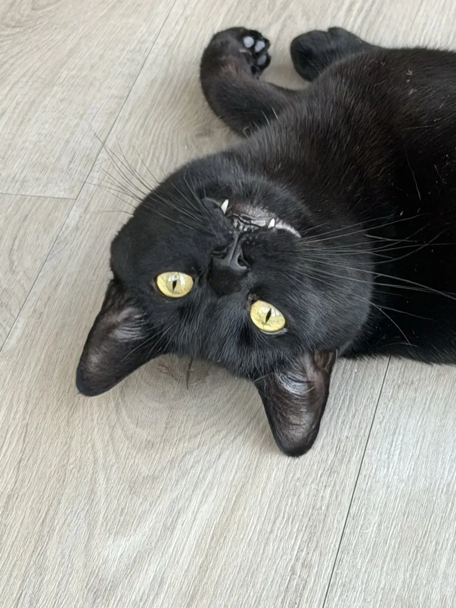 Dodge Charger, a black cat, lying on a pale wooden floor